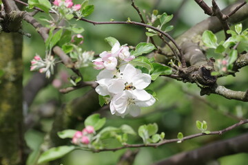 Nahaufnahme von einer Apfelblüte im Frühling