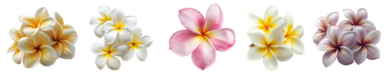 Fototapeta premium White and yellow plumeria flowers clusters with dewdrops transparent background