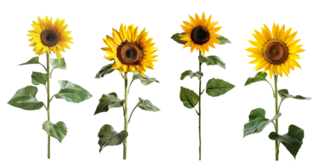 Bright yellow sunflower stems with green leaves transparent background