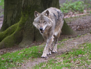 Wolf_Europaeischer Grauwolf in Aktion