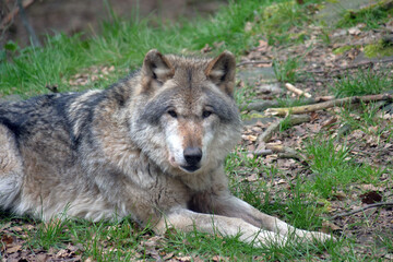 Fototapeta premium Wolf_Europaeischer Grauwolf in Aktion