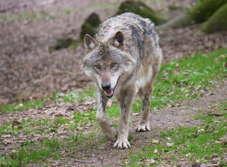 Wolf_Europaeischer Grauwolf in Aktion