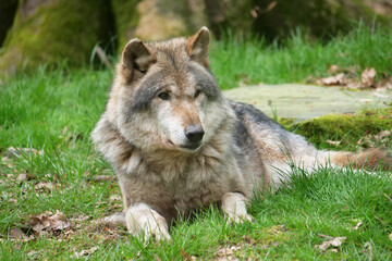 Wolf_Europaeischer Grauwolf in Aktion