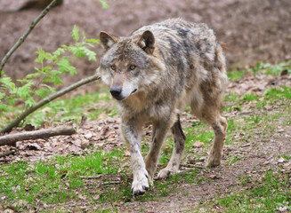 Wolf_Europaeischer Grauwolf in Aktion