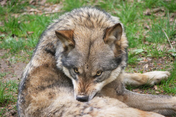 Wolf_Europaeischer Grauwolf in Aktion