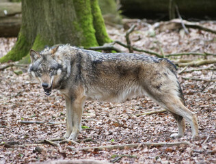 Wolf_Europaeischer Grauwolf in Aktion