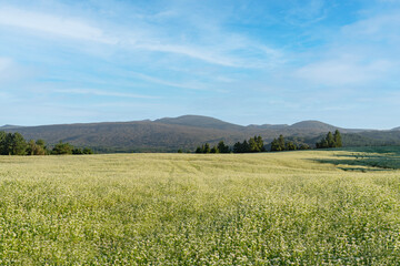 제주도 메밀 밭