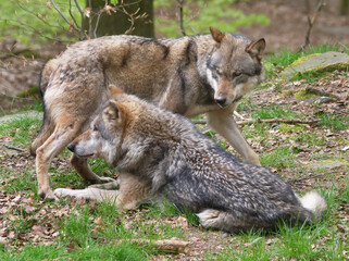 Wolf_Europaeischer Grauwolf in Aktion