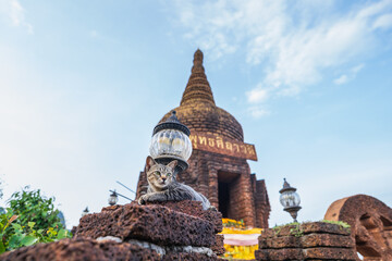 Cat sleeping on ancient pagoda at Khao Na Nai Luang Dharma Park, Surat Thani, Thailand, blue sky...