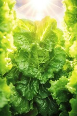 A vibrant green lettuce plant bathed in sunlight,  growing fresh and healthy in a field.