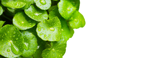 Green leaves of centella asiatica with rain drop (Gotu Kola) Fresh herb plant