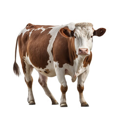 Hereford cow on the transparent background PNG. AI generative	
