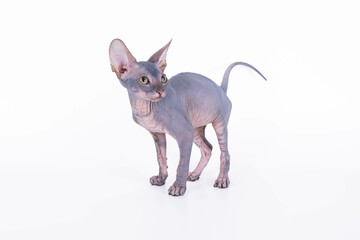 A hairless cat is standing on a plain white surface