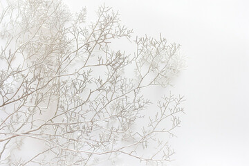 A delicate, intricate web of pale silver acrylic paint, fine and shimmering, on a solid white background, resembling the delicate frost on a winter morning.