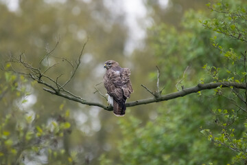 Mäusebussard sitzt auf einem Ast