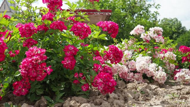 A rose is either a woody perennial flowering plant of genus Rosa. Bright pink, crimson and magenta double roses grow as a bush in park. Bush simple non-double small-flowered with many buds.