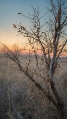 Obraz premium Barren tree with few lingering leaves stands in foreground against soft-hued sunrise, sunset. Sky, painted in pastel shades of blue, orange, yellow, suggests either beginning, end of day.