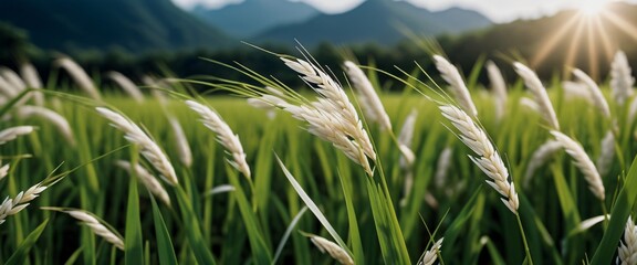 Rice genome sequencing Visual representation