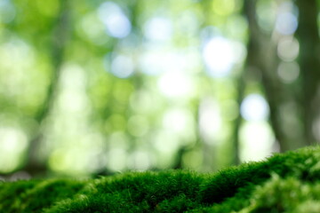 森林の背景イメージ