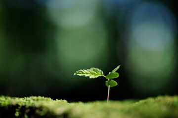 森の中の芽生え