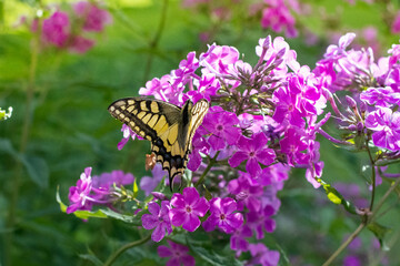 Old world Swallowtail butterfly (Papilion machaon ) feeding on blooming purple phlox outdoors, butterflay in sunny day in summertime, Swallowtail butterfly close up on beautiful floral background
