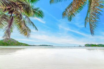 Palm trees over a white sandy tropical beach in Seychelles