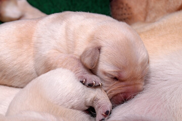 The adorable Labrador puppy has fallen asleep while nursing.