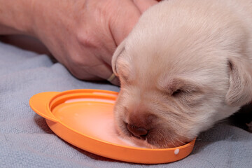 Drinking milk from a saucer. The white Labrador puppy is enjoying it.