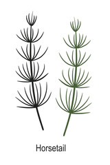 A simple drawing of the medicinal plant horsetail. Vector Isolated image on a white background. Hand-drawn herb.