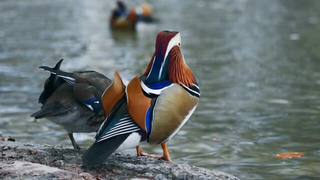 Colorful mandarin duck. Aix galericulata near a pond. Close-up shot of beautiful and colorful plumage. Little ducks stroll and court each other. Animal behavior. 4k slowmotion stock footage.