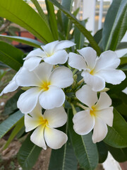 Plumeria flowers blooming