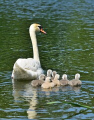 Höckerschwan (Cygnus olor) mit Küken, vertikal