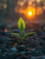 Sprout on the ground with sunrise in the background