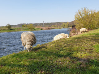 Grazing sheep at the riverside in spring