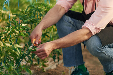 Fototapeta premium Cropped close up view. Taking care by using scissors. Man in greenhouse is working with plants