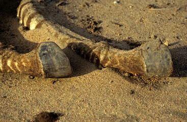 Zèbre de Grant,  Equus burchel,  Parc national du Tarangire, Tanzanie