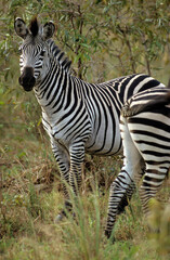 Zèbre de Grant, Equus burchelli grant, Parc national de Masai Mara, Kenya