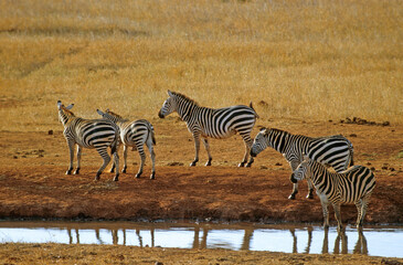 Fototapeta premium Zèbre de Grant, Equus burchelli grant, Parc national du Tsavo, Kenya