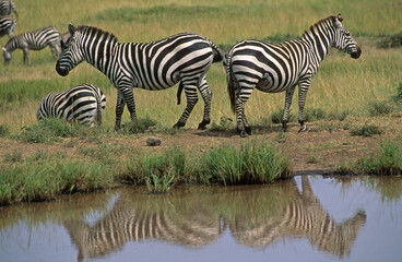 Zèbre de Grant, Equus burchelli grant, Parc national de Masai Mara, Kenya