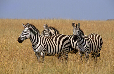 Fototapeta na wymiar Zèbre de Grant, Equus burchelli grant, Parc national de Masai Mara, Kenya