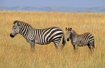 Zèbre de Grant, Equus burchelli grant, Parc national de Masai Mara, Kenya