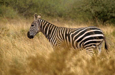 Zèbre de Grant, Equus burchelli grant, Parc national de Masai Mara, Kenya