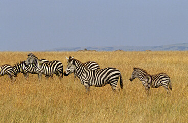 Zèbre de Grant, Equus burchelli grant, Parc national de Masai Mara, Kenya