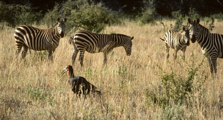 Z&eacute;bre de Grant , Equus burchelli granti, Bucorve du Sud, Grand calao terrestre, Bucorvus leadbeateri, Southern Ground Hornbill, Parc National du Tsavo, Kenya