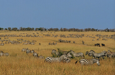 Zèbre de Grant, Equus burchelli granti, Parc national de Masai Mara, Kenya
