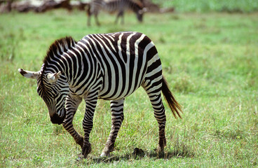 Zèbre de Grant, Equus burchelli granti, Parc national de Masai Mara, Kenya