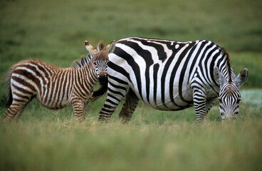 Zèbre de Grant, Equus burchelli granti, Parc national de Masai Mara, Kenya