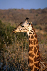 Girafe masai, Giraffa camelopardalis tippelskirchi, Parc national du Tarangire,  Tanzanie
