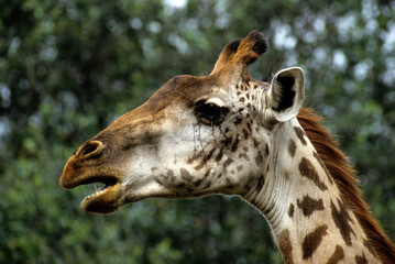 Girafe masai, Giraffa camelopardalis tippelskirchi, Parc national du Tarangire,  Tanzanie