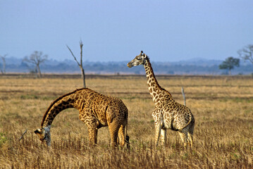 Naklejka premium Girafe masai, Giraffa camelopardalis tippelskirchi , Parc national de Manyara , Tanzanie